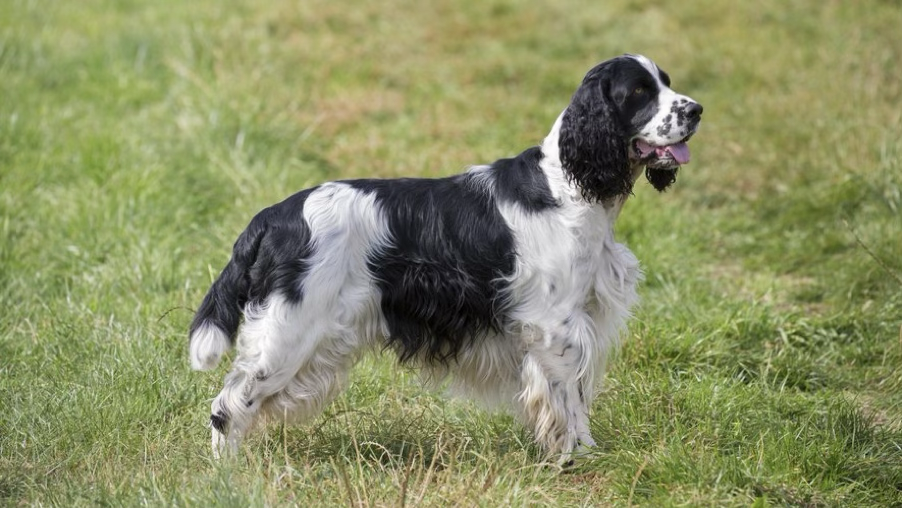 Équipe de sauvetage