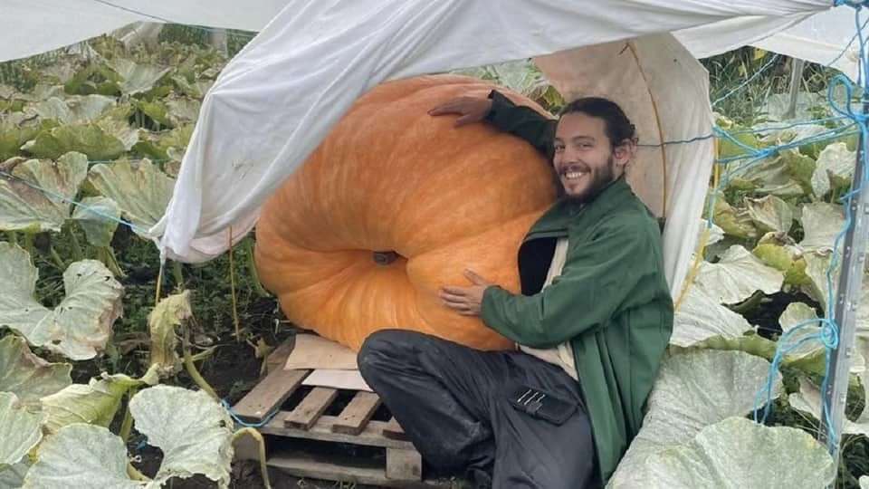 Un jardinier fait pousser un potiron géant