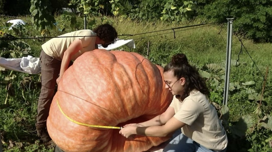 Protection du potiron