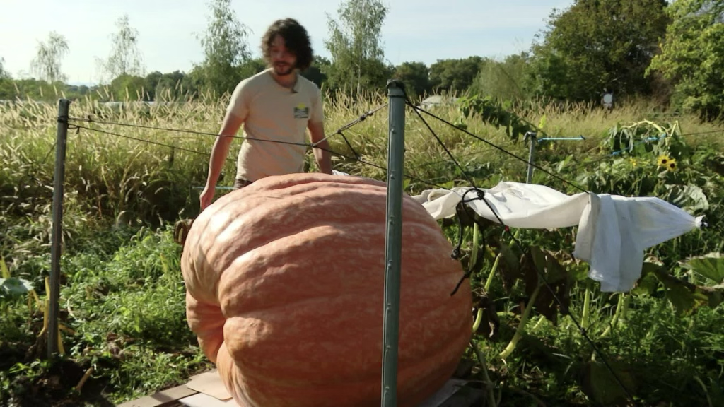 Courge de 100 kg